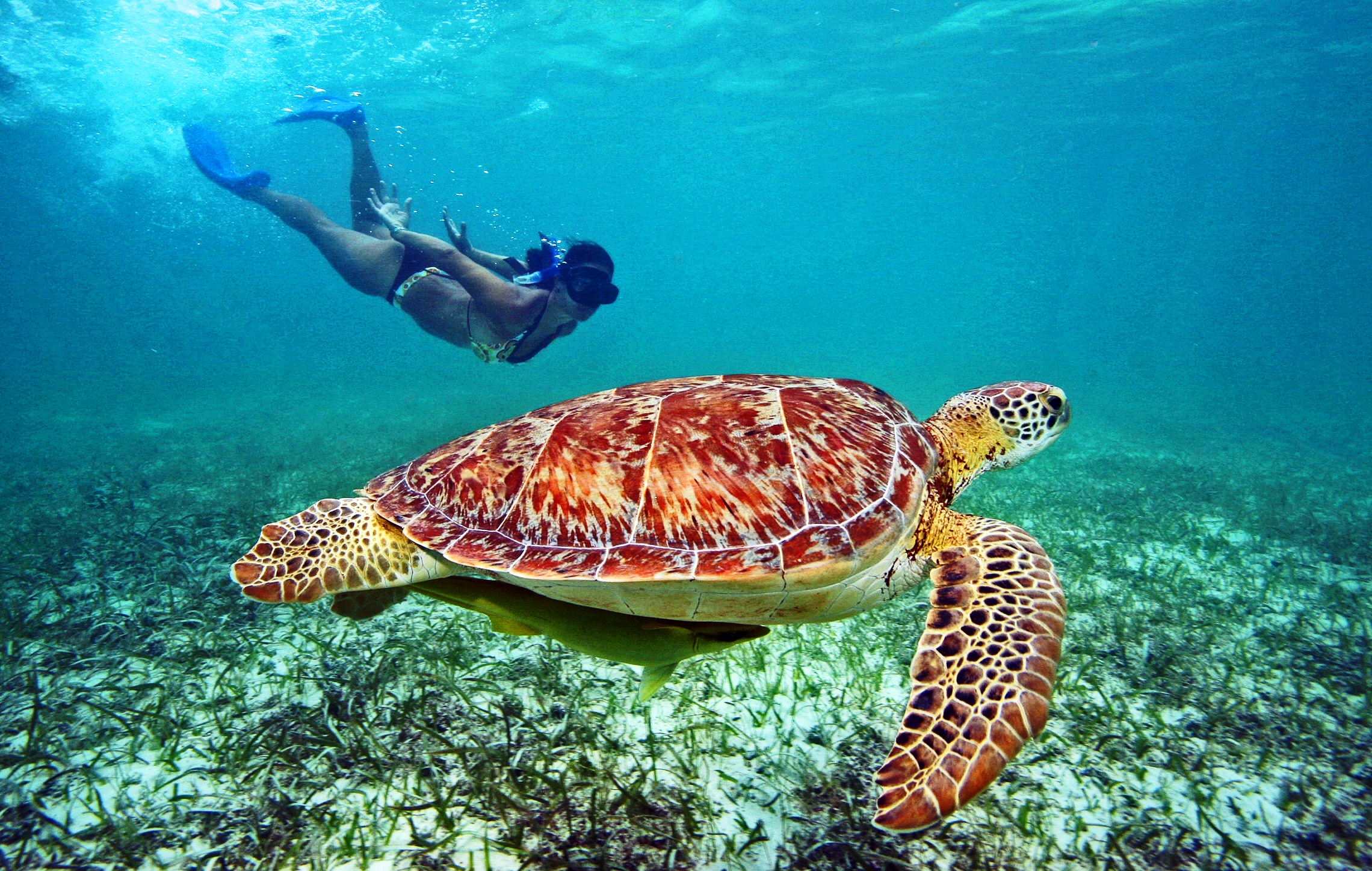 Плавание с морскими черепахами в Мексике