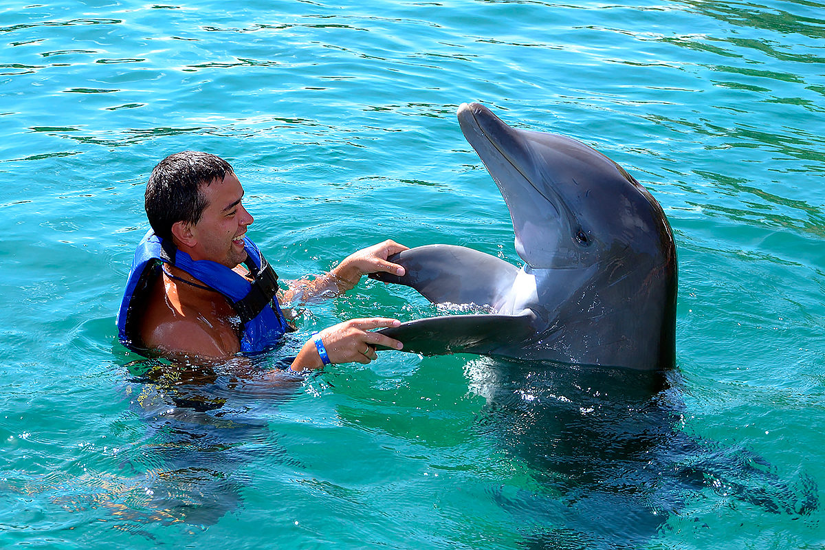 Плавание с дельфинами в Мексике